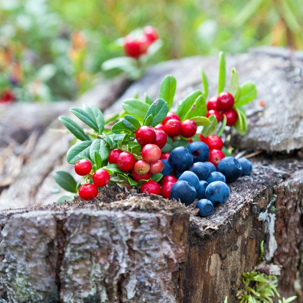 
                    Load image into Gallery viewer, Nordic Negroni Lingonberry &amp;amp; Bilberry &amp;quot;Lingon &amp;amp; Blåbär&amp;quot; (5875601965209)
                