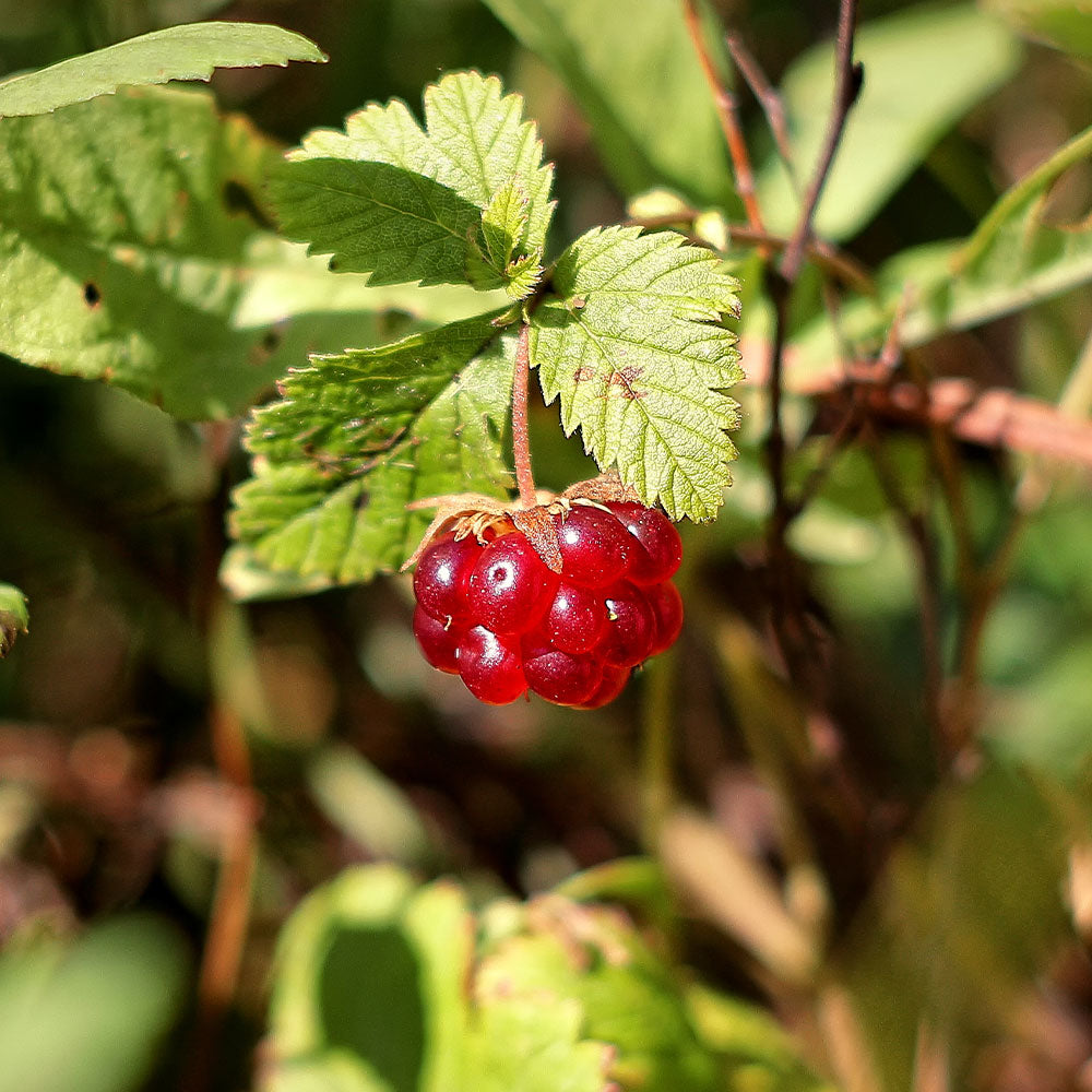
                    Load image into Gallery viewer, Nordic Negroni Arctic Bramble &amp;quot;Åkerbär&amp;quot; | 2 serves
                