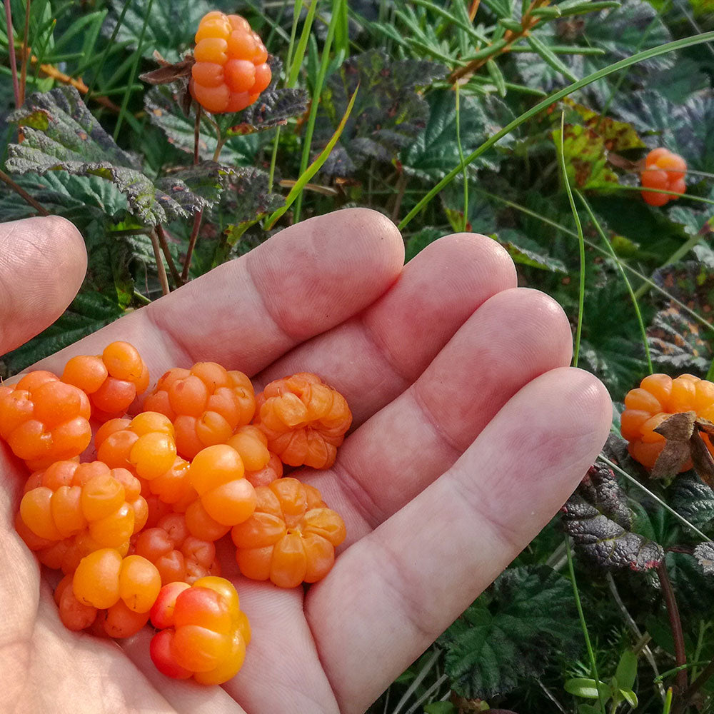 
                    Load image into Gallery viewer, Nordic Negroni Cloudberry &amp;quot;Hjortron&amp;quot; (5875547603097)
                