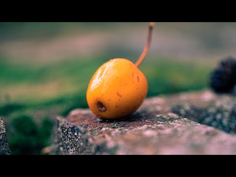 
                    Load and play video in Gallery viewer, DIY Iced-Apple &amp;amp; Chestnut Old-Fashioned | 3 serves
                